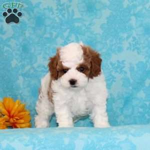 Salted Carmel, Cavapoo Puppy